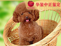菏泽狗做动物亲子鉴定