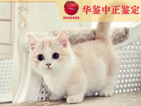 菏泽猫做动物亲子鉴定