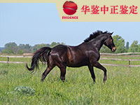 菏泽马做动物亲子鉴定