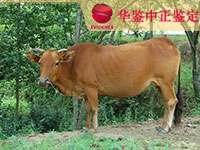 菏泽牛做动物亲子鉴定